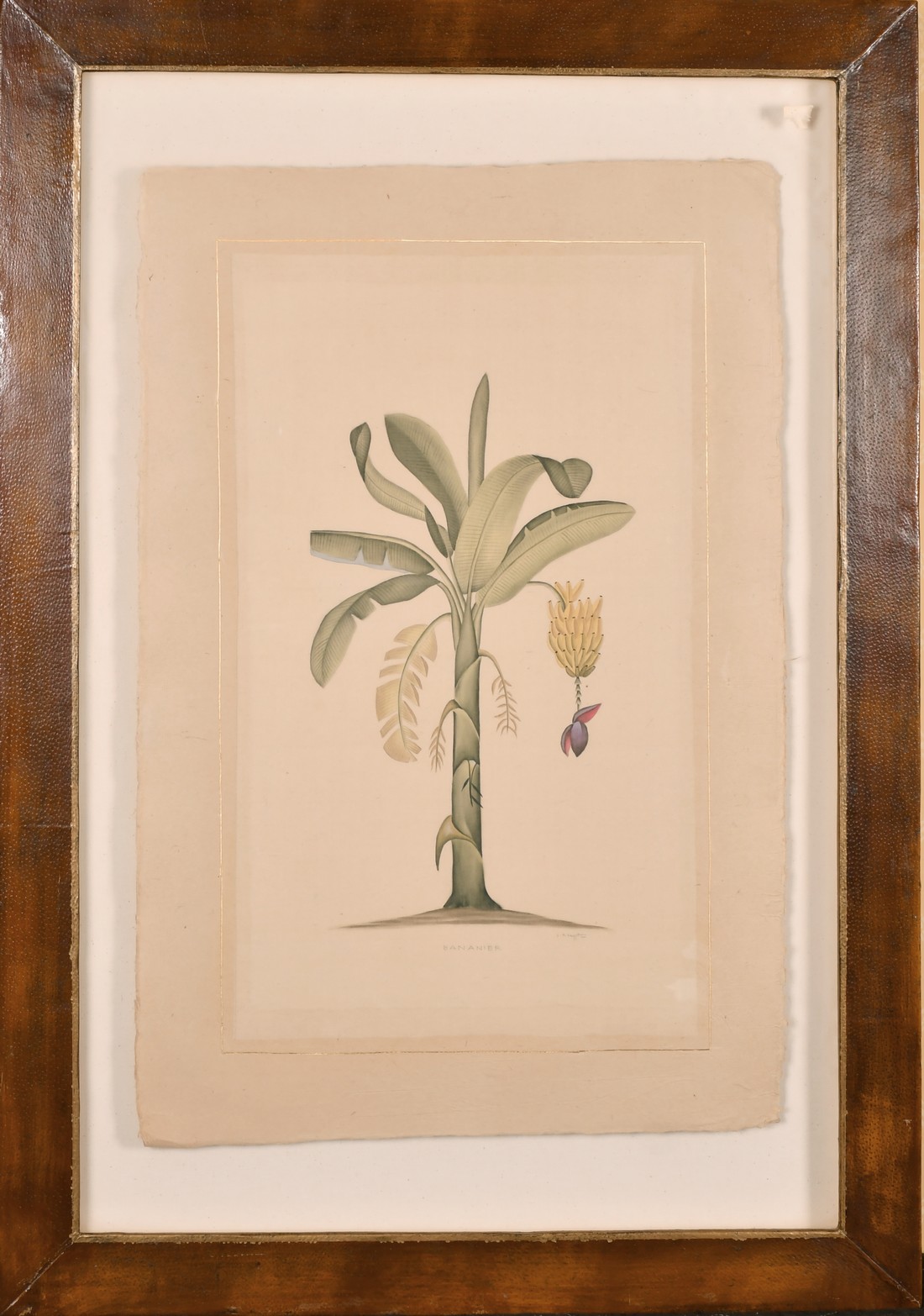 La Roche Lafitte (b.1943) French, A pair of drawings of exotic plants including the banana tree, - Image 2 of 7
