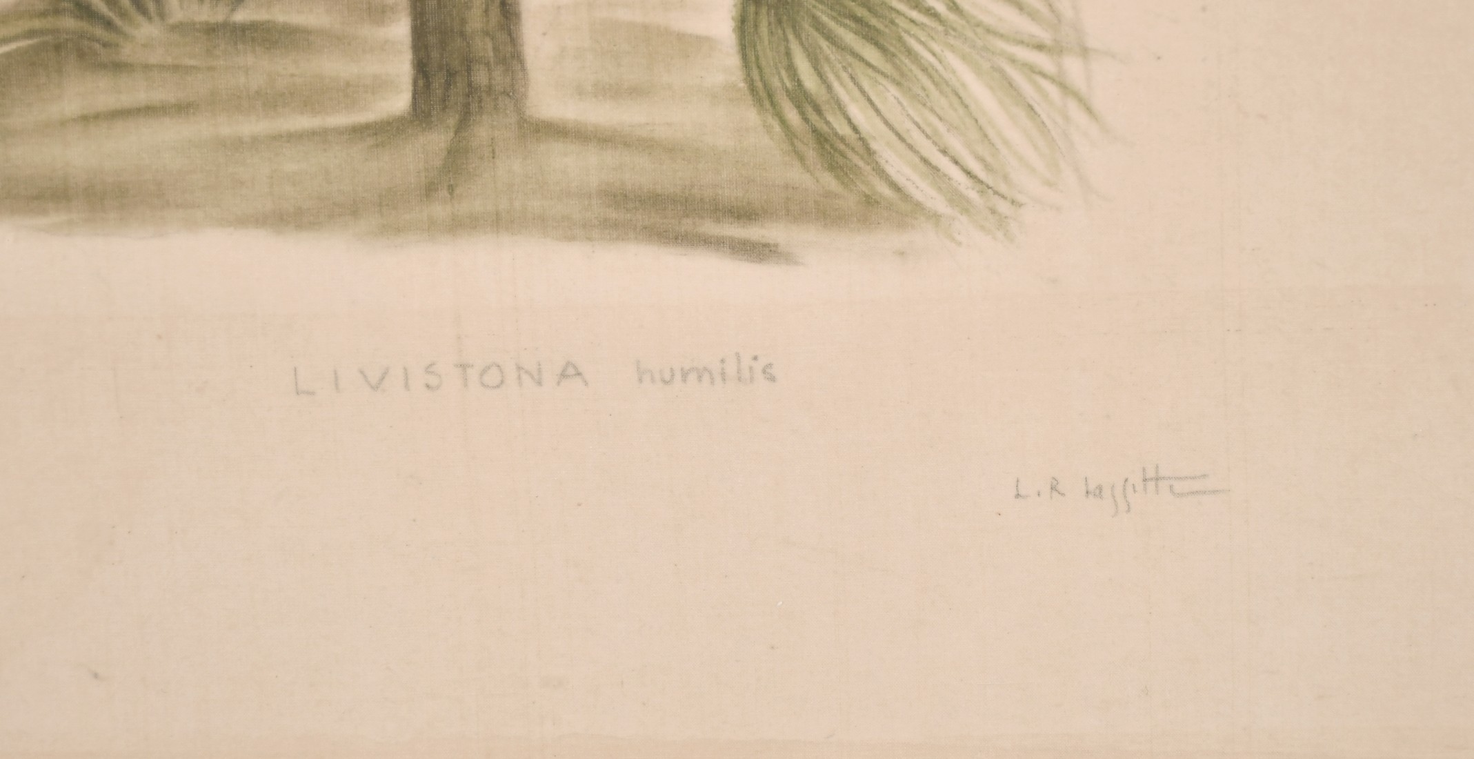 La Roche Lafitte (b.1943) French, A pair of drawings of exotic plants including the banana tree, - Image 6 of 7
