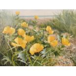 Mary Dipnall (b. 1936) British, 'Yellow Horned Poppies', oil on canvas, signed, 12" x 16" (30 x 40