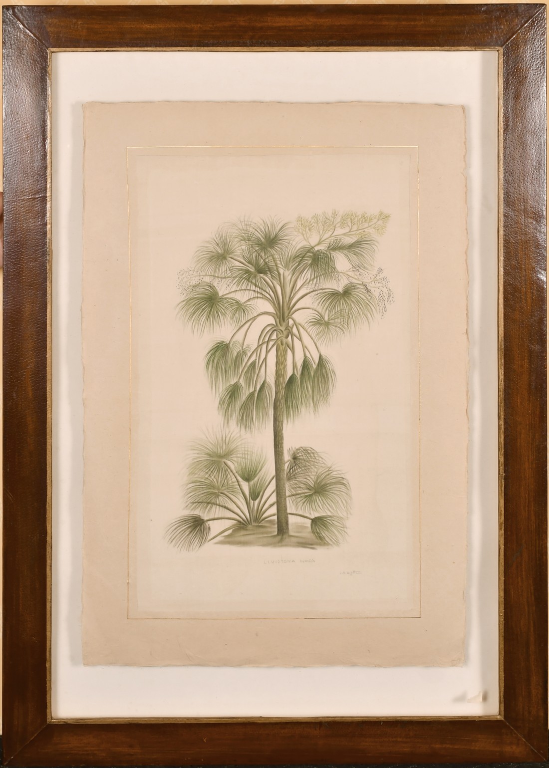 La Roche Lafitte (b.1943) French, A pair of drawings of exotic plants including the banana tree, - Image 5 of 7