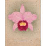 J. L. MacFarlane (circa 1900), An orchid study, along with another by a different hand, watercolour,