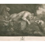 Walker after Rubens, 'Lions at Play', Copper engraving, 16.75" x 20.5", (unframed).