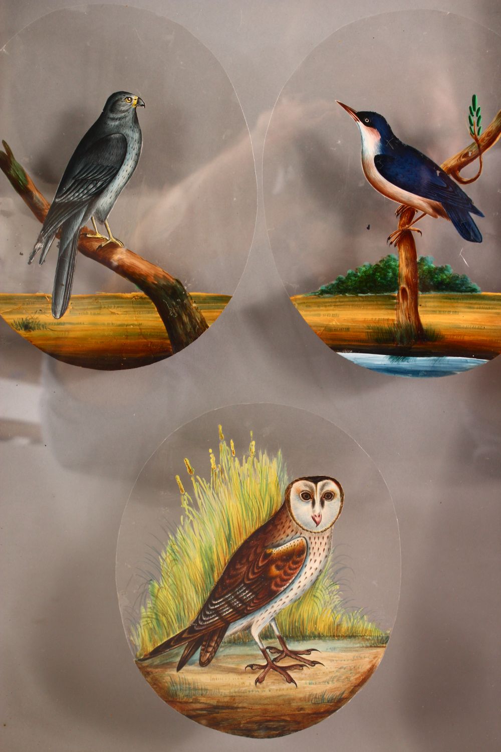 A FINE FRAMED FOUR PANEL SET OF 19TH CENTURY INDIAN SCHOOL PAINTINGS OF BIRDS on mica, each framed - Image 6 of 12