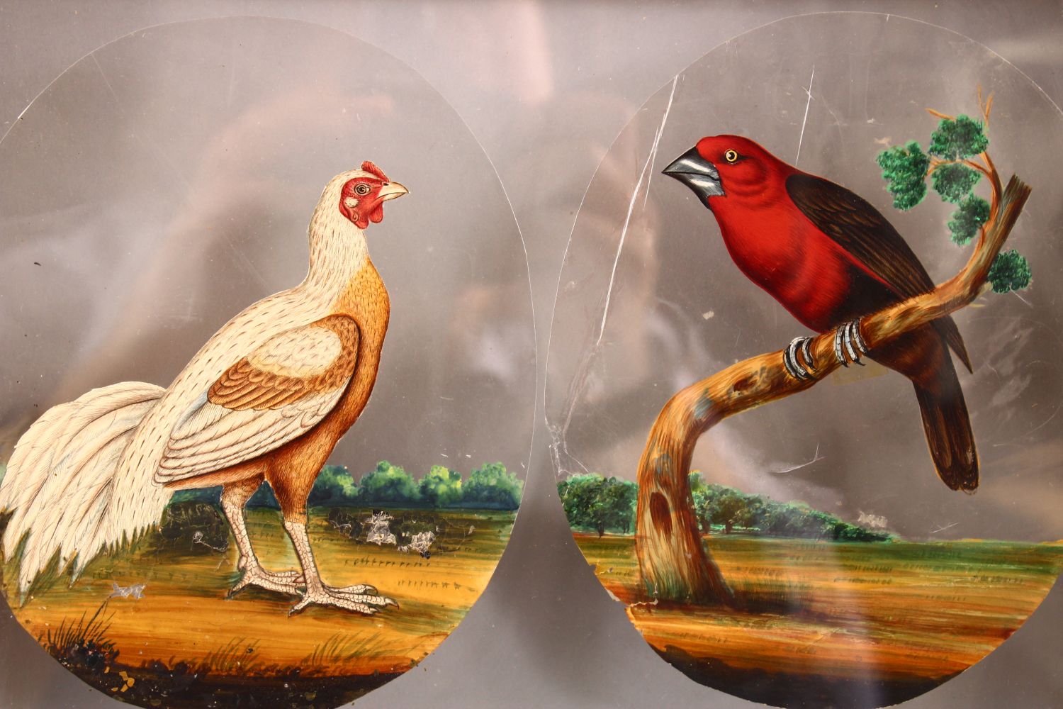 A FINE FRAMED FOUR PANEL SET OF 19TH CENTURY INDIAN SCHOOL PAINTINGS OF BIRDS on mica, each framed - Image 8 of 12