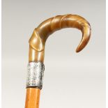 A VICTORIAN CARVED RHINO HANDLE WALKING STICK with silver band. Engraved JOHN LEIGH, WILTSHIRE 2ft