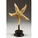 A SMALL STARFISH mounted on a circular base. 8ins high.