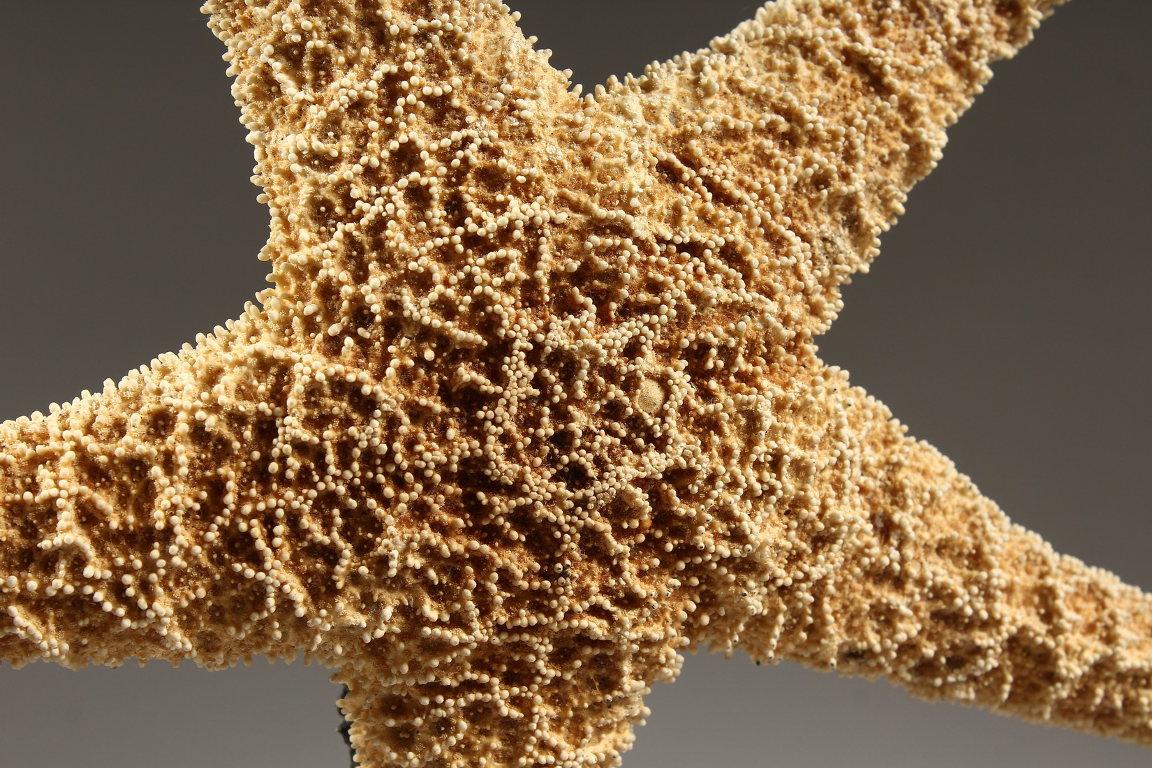 A LARGE STARFISH mounted on a circular base. 14ins high - Image 2 of 3