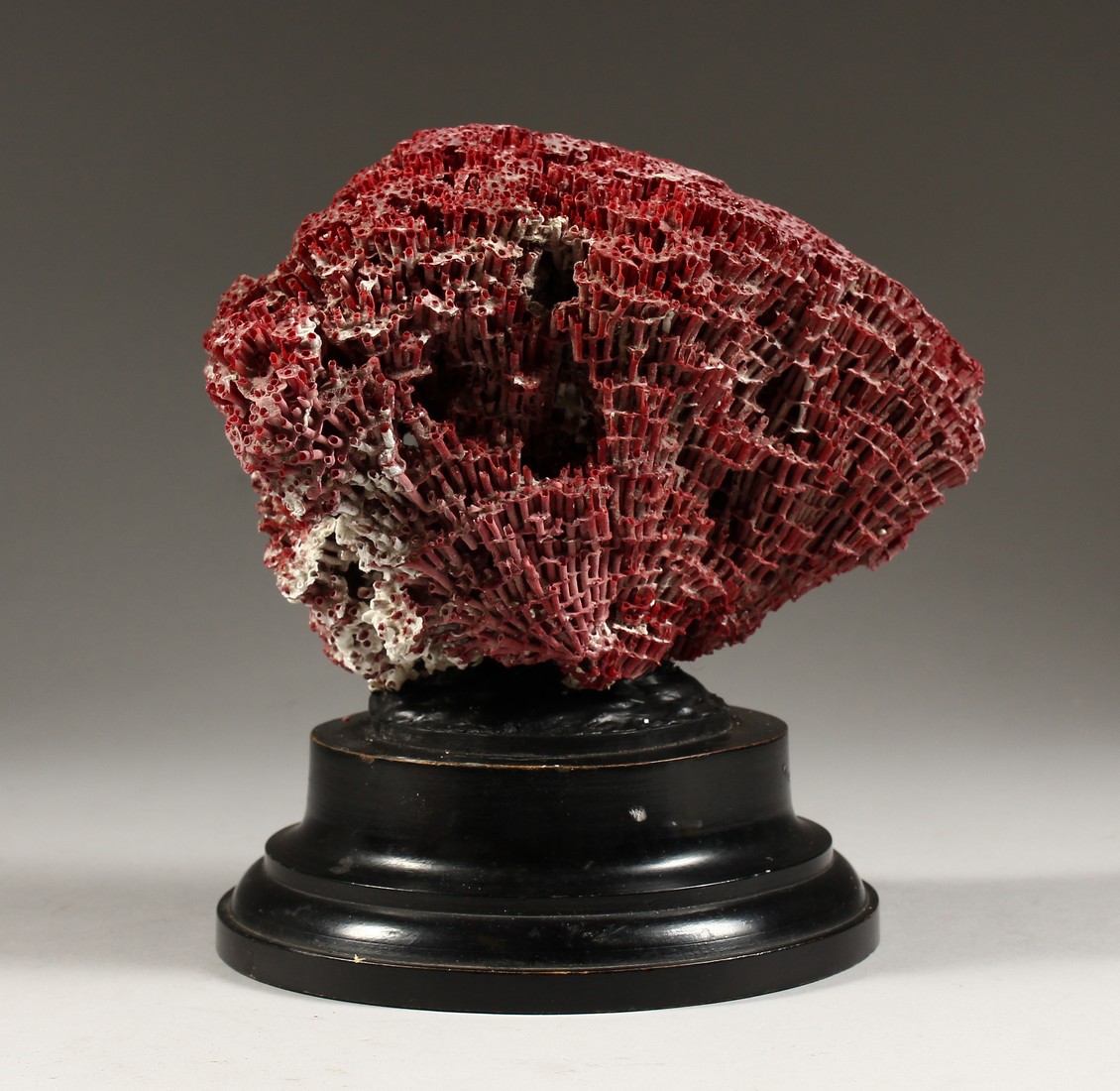 A RED CORAL, mounted on a circular base (AF) 8ins high