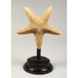 A LARGE STARFISH, mounted on a circular base 10.5ins high