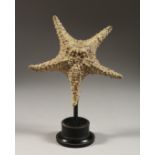 A STAR FISH, mounted on a circular base 9.5ins high