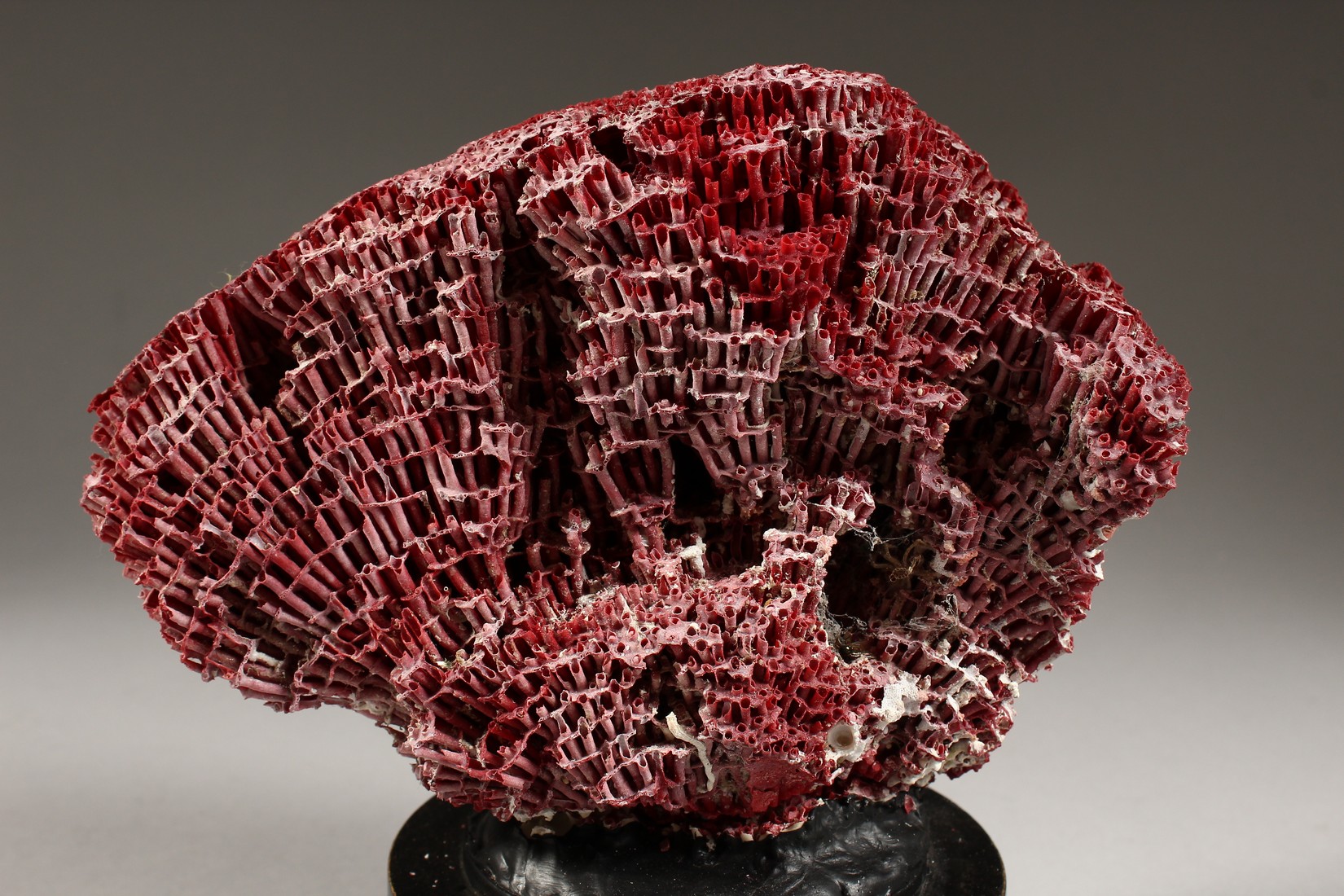 A RED CORAL, mounted on a circular base (AF) 8ins high - Image 4 of 5