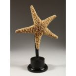 A LARGE STARFISH mounted on a circular base. 14ins high