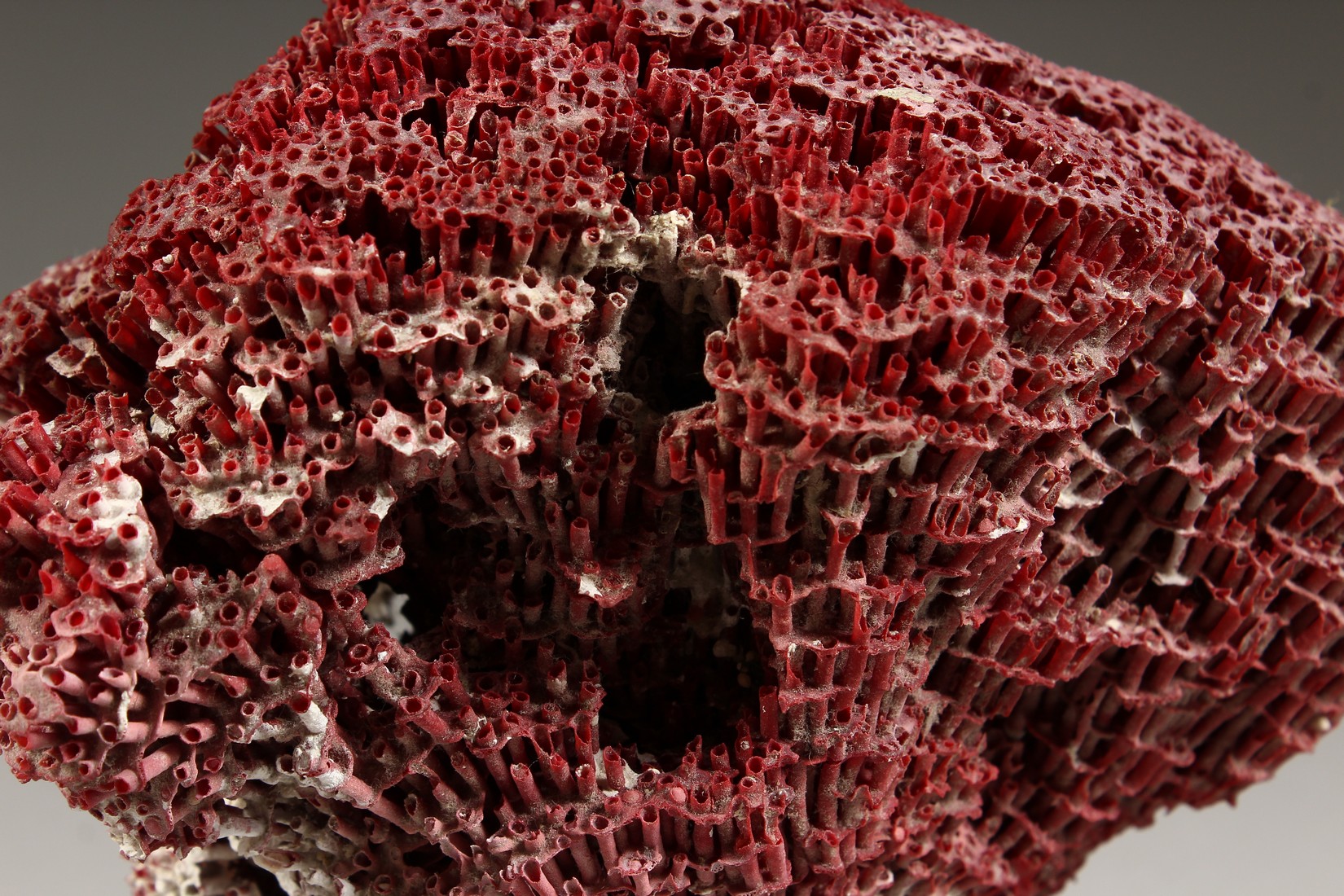 A RED CORAL, mounted on a circular base (AF) 8ins high - Image 2 of 5