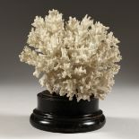 A WHITE CORAL SPECIMAN, mounted on a circular base 7ins high.