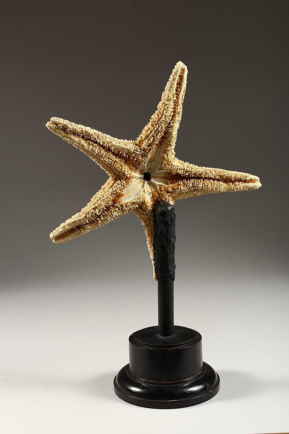A LARGE STARFISH mounted on a circular base. 14ins high - Image 3 of 3