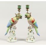 A PAIR OF CONTINENTAL PORCELAIN ENCRUSTED PARROT CANDLESTICKS 14ins high