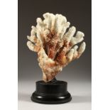 A LARGE WHITE CORAL 10ins high