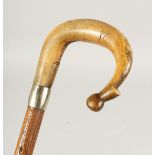 A CARED WOOD CROOK HANDLE WALKING STICK, possibly gold, band 2ft 6ins long.