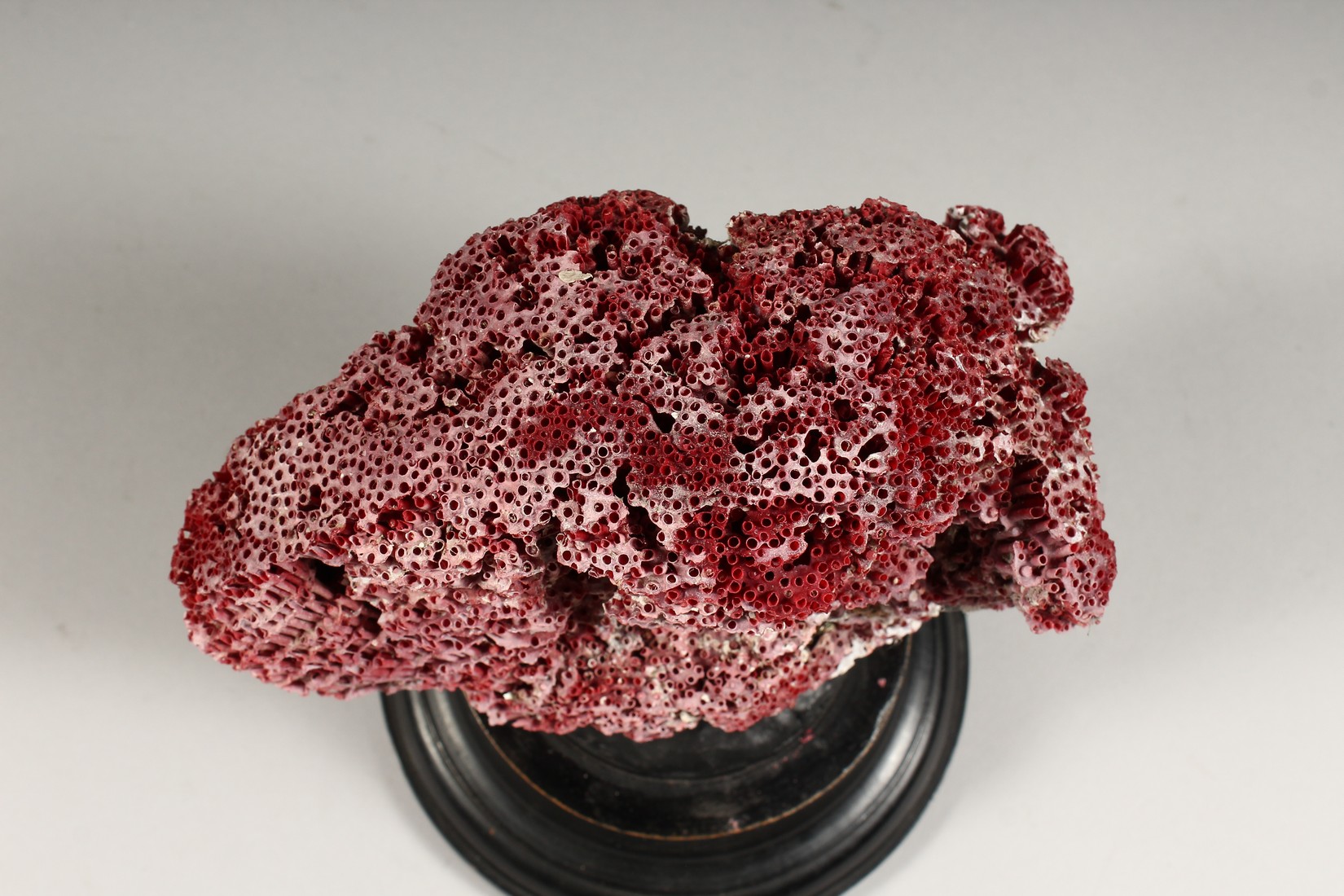 A RED CORAL, mounted on a circular base (AF) 8ins high - Image 5 of 5