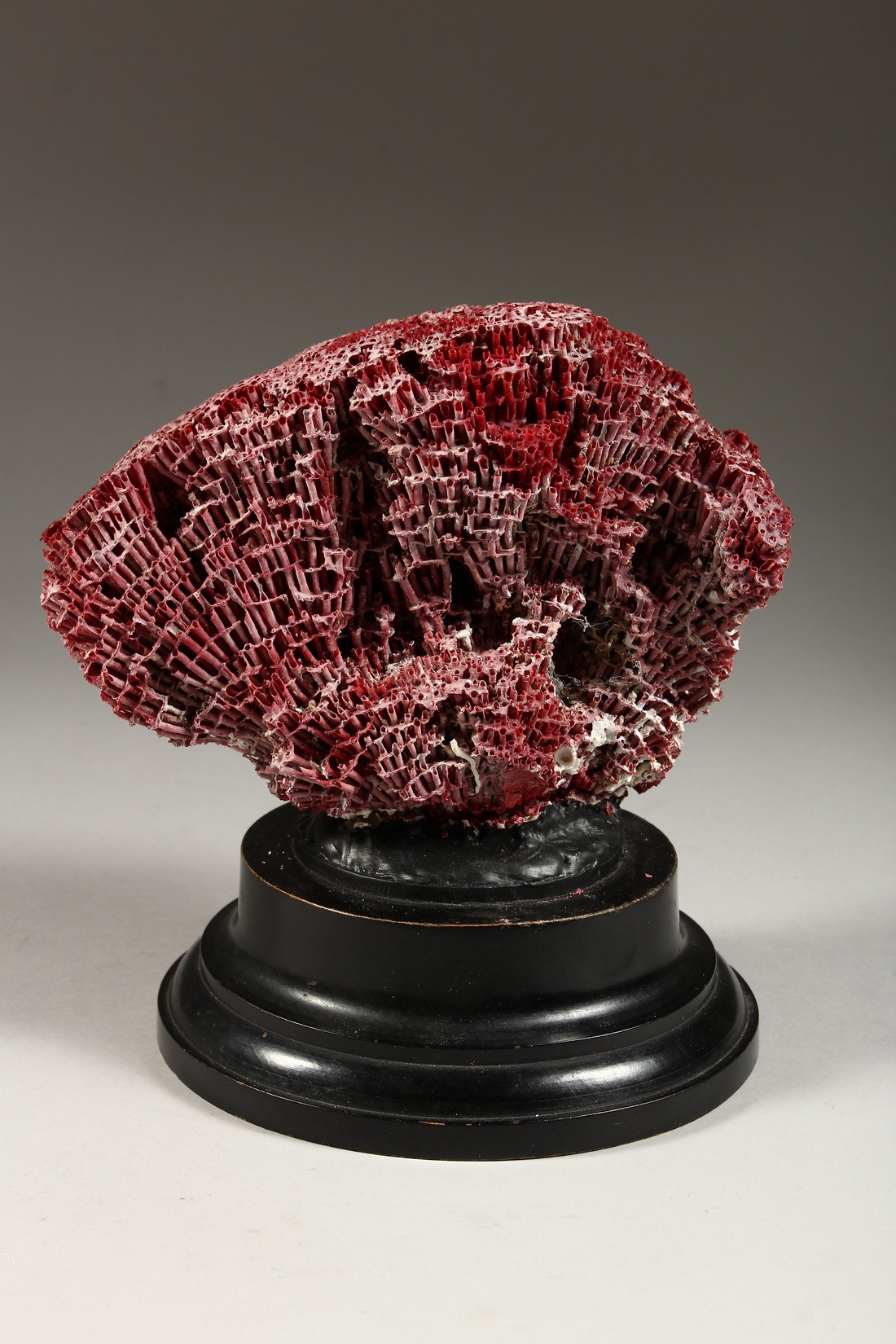 A RED CORAL, mounted on a circular base (AF) 8ins high - Image 3 of 5