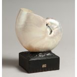 A NAUTILUS SHELL, mounted on a square base 7.5in high.