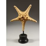 A STARFISH, mounted on a circular base 12ins high