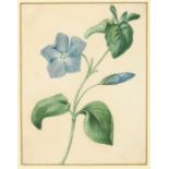 Attributed to John Cart Burgess, 19th Century English School, a study of a periwinkle flower,