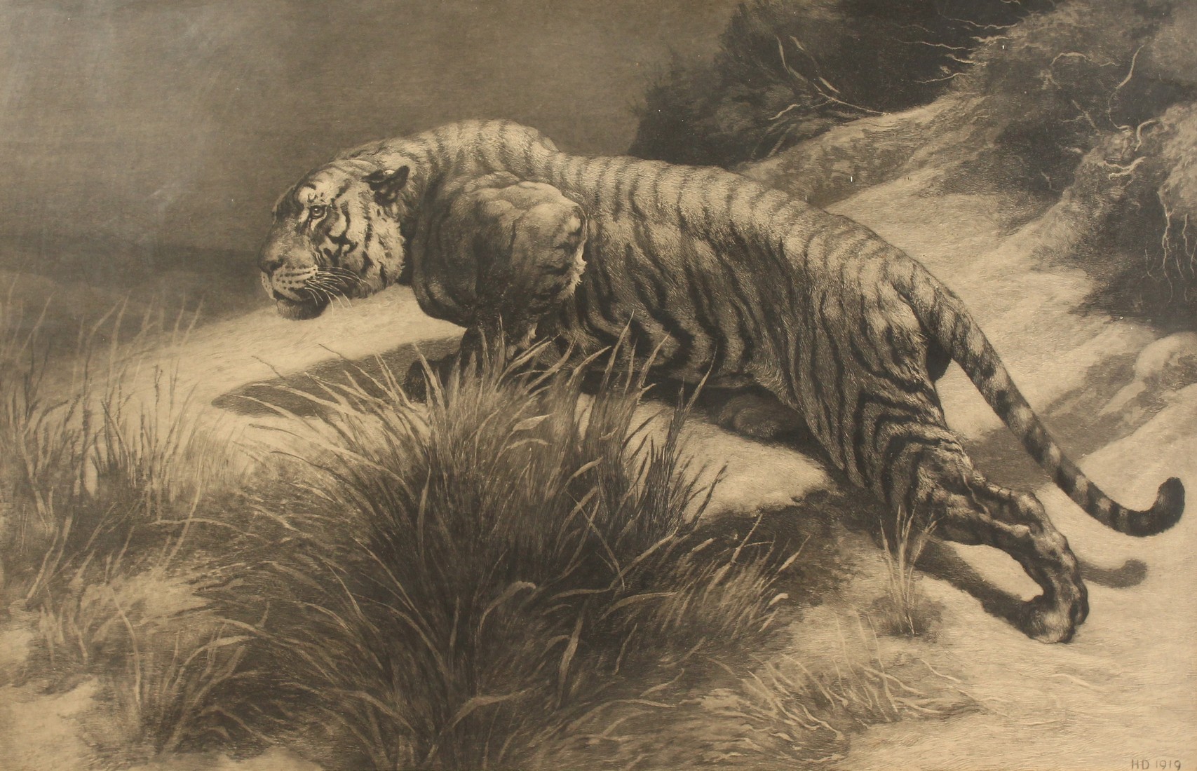 Herbert Dicksee (1862-1942) British, The Startled Tiger , etching, 18.5 x 28.5 .