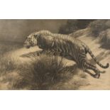 Herbert Dicksee (1862-1942) British, The Startled Tiger , etching, 18.5 x 28.5 .