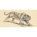 Manner of Arthur Wardle, A study of a tiger, ink heightened with white gouache, 6 x 7.5 , (