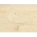 K. Mackie (20th Century), A study of white ducks preening their feathers, watercolour, 10 x 13 ,