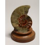 A POLISHED CROSS-SECTION OF AN AMMONITE FOSSIL on a stand. 3.75ins
