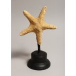 A STARFISH SPECIMEN on a stand.