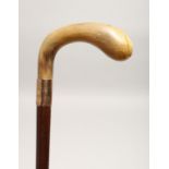 A VICTORIAN RHINO HANDLE WALKING STICK with gold band 2ft 11ins long