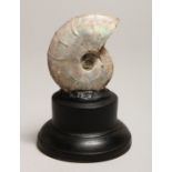 A FOSSILIZED PEARLY AMMONITE on a stand 2.75ins high