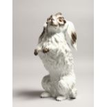 A SUPERB 19TH CENTURY MEISSEN FIGURE OF A BOLOGESE DOG sitting on his hind legs Cross swords mark in