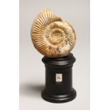AN AMMONITE on a wooden stand. 3ins