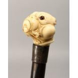 A 19TH CENTURY CARVED IVORY BULLDOG HANDLE WALKING CANE with engraved silver band 2ft 10ins long