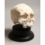 A PLASTER SKULL on a stand 7ins
