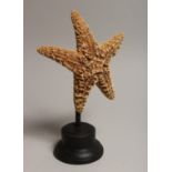 A STARFISH SPECIMEN on a stand.