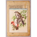 A 19TH/20TH CENTURY INDIAN MINIATURE PAINTING OF BIRDS, with inscription and possibly signed, the