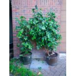 Two old copper pots containing artificial plants.