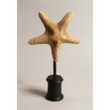 A LARGE STAR FISH SPECIMEN 7ins across on a wooden base.