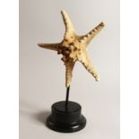 A LARGE STAR FISH SPECIMAN 9.5ins across on a wooden base