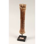 A FOSSILIZED HORSE BONE 10ins long