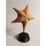 A LARGE STAR FISH SPECIMEN 9ins across on a wooden base