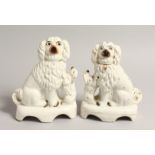 A RARE PAIR OF 19TH CENTURY STAFFORDSHIRE KING CHARLES SPANIELS AND YOUNG. 8ins high