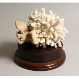 A LARGE WHITE CORAL SPECIMEN, 7ins across, on a wooden base