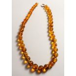 A STRING OF THIRTY NINE GRADUATED AMBER BEADS with gold clasp