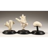 THREE SMALL CORAL SPECIMENS on wooden bases